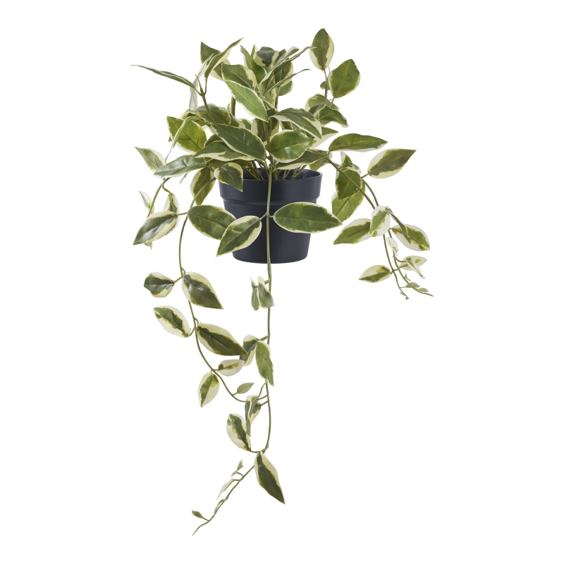 Hoya Carnosa H=33 cm